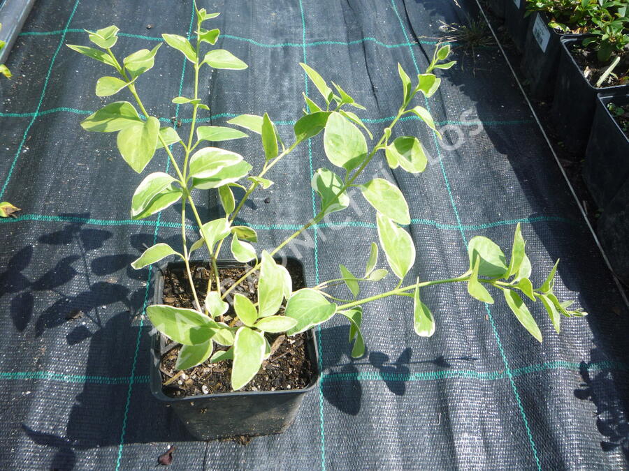 Barvínek větší 'Variegata' - Vinca major 'Variegata'