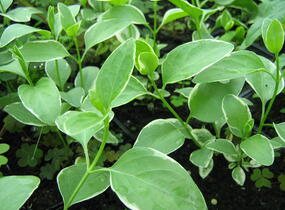 Barvínek větší 'Variegata' - Vinca major 'Variegata'
