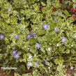 Barvínek větší 'Variegata' - Vinca major 'Variegata'