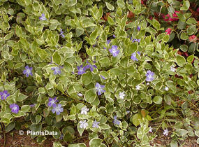 Barvínek větší 'Variegata' - Vinca major 'Variegata'