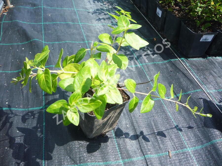 Barvínek větší 'Reticulata' - Vinca major 'Reticulata'