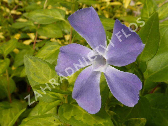 Barvínek větší 'Reticulata' - Vinca major 'Reticulata'