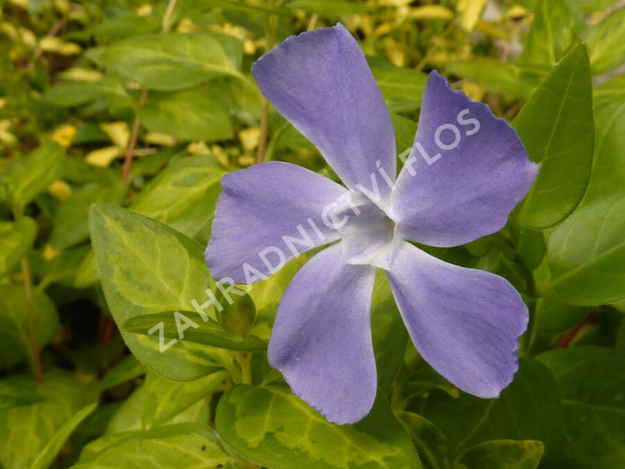 Barvínek větší 'Reticulata' - Vinca major 'Reticulata'