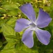 Barvínek větší 'Reticulata' - Vinca major 'Reticulata'