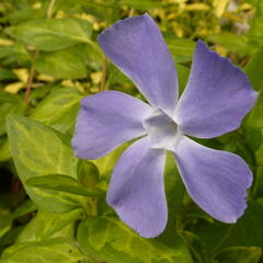 Barvínek větší 'Reticulata' - Vinca major 'Reticulata'