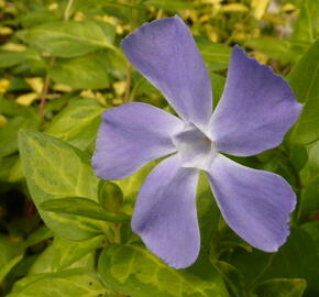 Barvínek větší 'Reticulata' - Vinca major 'Reticulata'