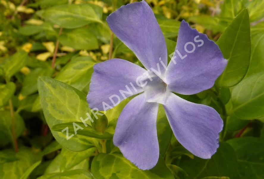 Barvínek větší 'Reticulata' - Vinca major 'Reticulata'