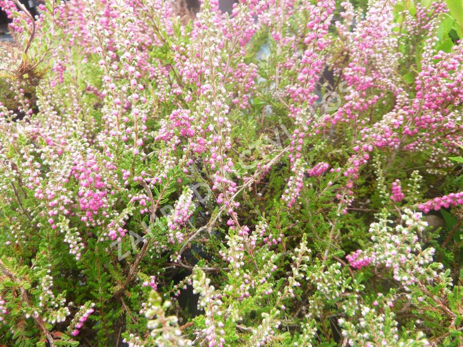 Vřes obecný 'Red Star' - Calluna vulgaris 'Red Star'