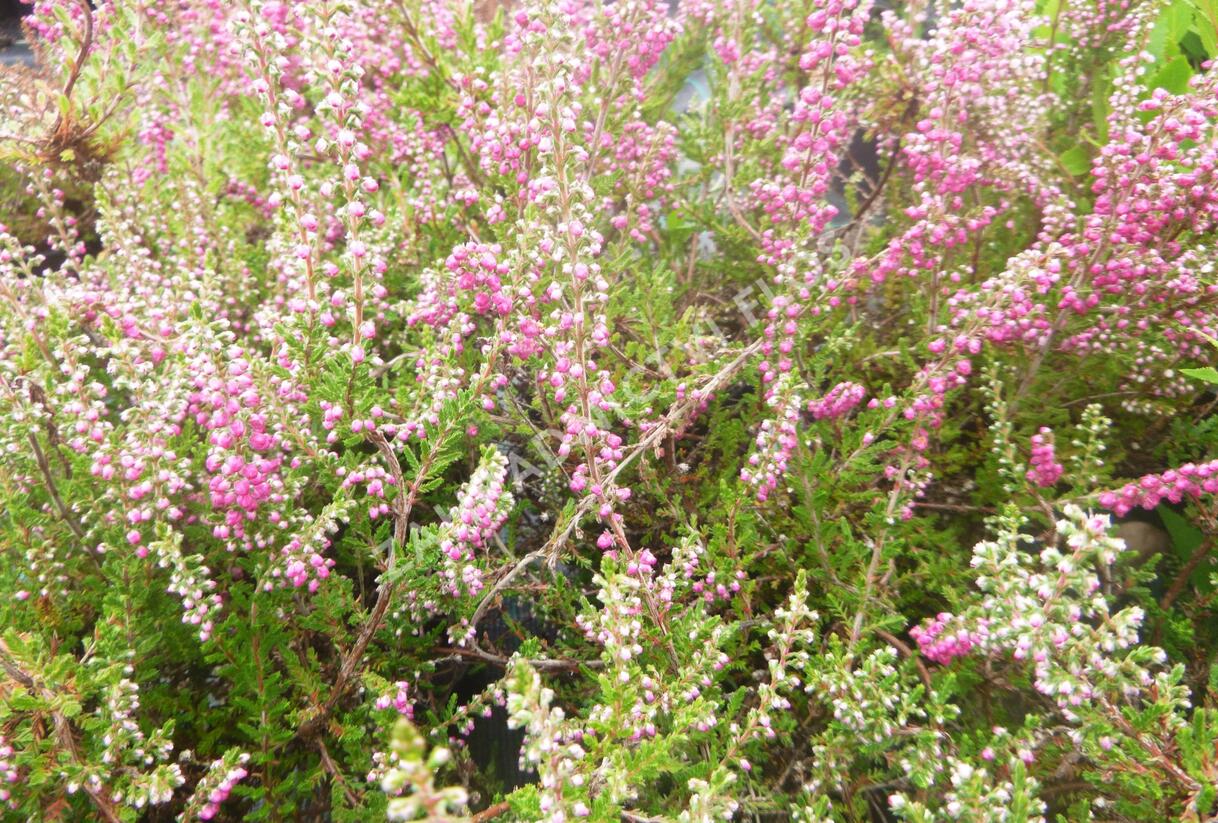 Vřes obecný 'Red Star' - Calluna vulgaris 'Red Star'