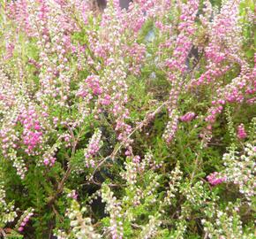 Vřes obecný 'Red Star' - Calluna vulgaris 'Red Star'