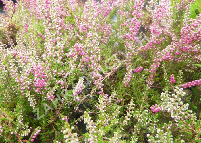 Vřes obecný 'Red Star' - Calluna vulgaris 'Red Star'