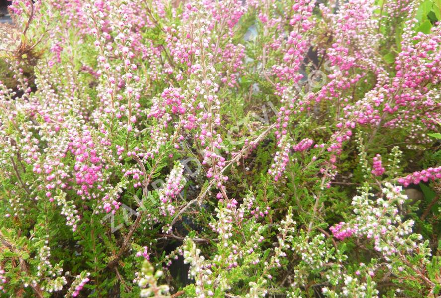 Vřes obecný 'Red Star' - Calluna vulgaris 'Red Star'