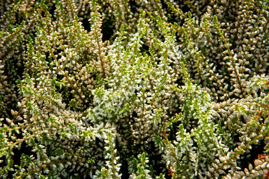 Vřes obecný 'Madonna' (Garden girls®) - Calluna vulgaris 'Madonna' (Garden girls®)