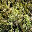 Vřes obecný 'Madonna' (Garden girls®) - Calluna vulgaris 'Madonna' (Garden girls®)