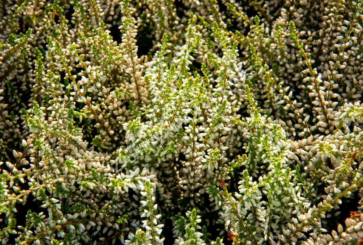 Vřes obecný 'Madonna' (Garden girls®) - Calluna vulgaris 'Madonna' (Garden girls®)