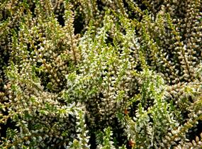 Vřes obecný 'Madonna' (Garden girls®) - Calluna vulgaris 'Madonna' (Garden girls®)