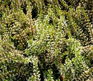 Vřes obecný 'Madonna' - Calluna vulgaris 'Madonna' (Garden girls®)