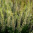 Vřes obecný 'Madonna' (Garden girls®) - Calluna vulgaris 'Madonna' (Garden girls®)
