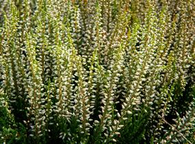Vřes obecný 'Madonna' (Garden girls®) - Calluna vulgaris 'Madonna' (Garden girls®)