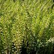 Vřes obecný 'Madonna' (Garden girls®) - Calluna vulgaris 'Madonna' (Garden girls®)