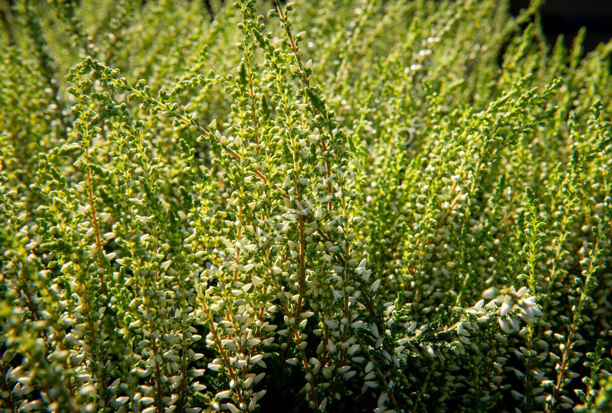 Vřes obecný 'Madonna' (Garden girls®) - Calluna vulgaris 'Madonna' (Garden girls®)