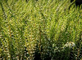 Vřes obecný 'Madonna' (Garden girls®) - Calluna vulgaris 'Madonna' (Garden girls®)
