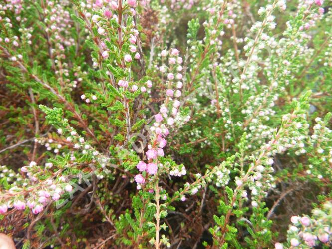 Vřes obecný 'Herbstfeuer' - Calluna vulgaris 'Herbstfeuer'