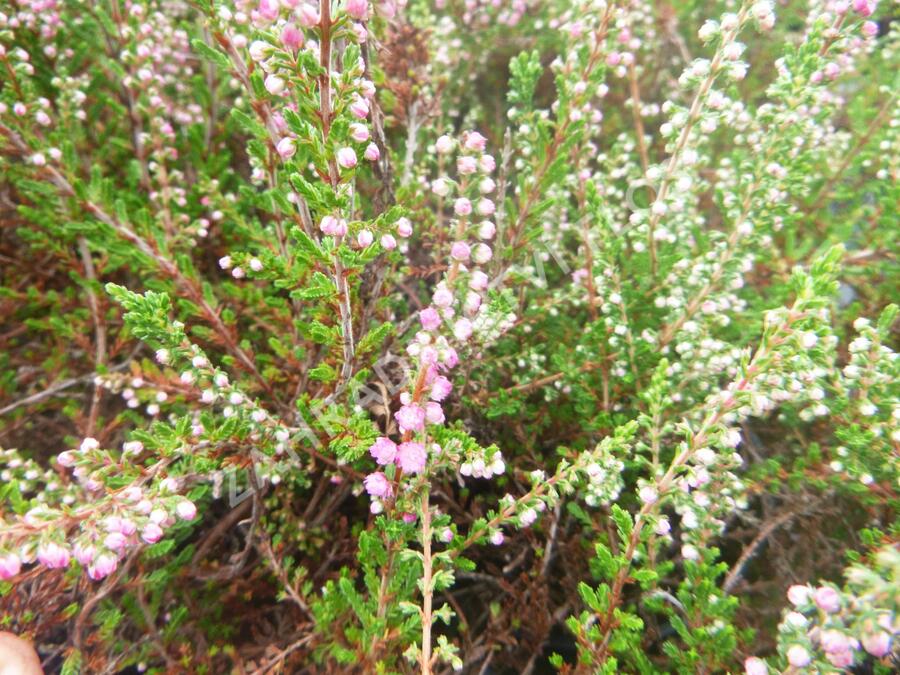 Vřes obecný 'Herbstfeuer' - Calluna vulgaris 'Herbstfeuer'