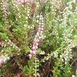 Vřes obecný 'Herbstfeuer' - Calluna vulgaris 'Herbstfeuer'