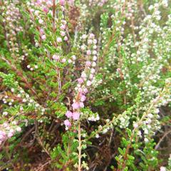 Vřes obecný 'Herbstfeuer' - Calluna vulgaris 'Herbstfeuer'