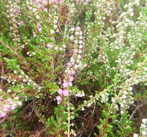 Vřes obecný 'Herbstfeuer' - Calluna vulgaris 'Herbstfeuer'
