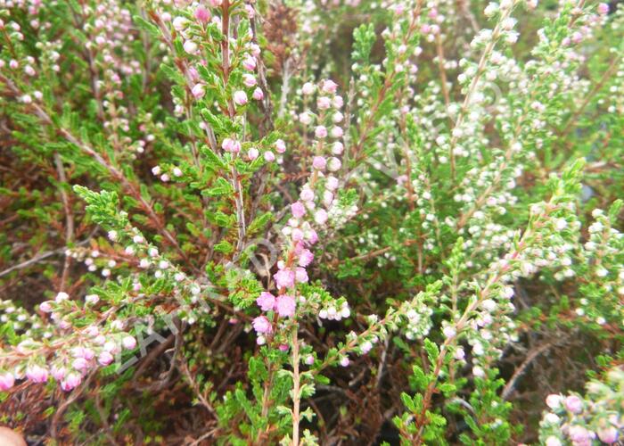 Vřes obecný 'Herbstfeuer' - Calluna vulgaris 'Herbstfeuer'