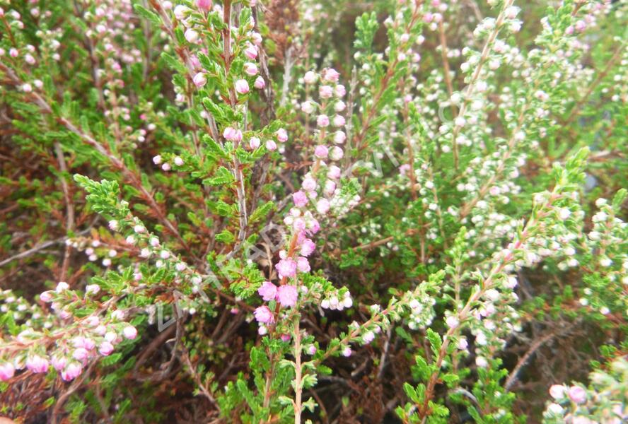 Vřes obecný 'Herbstfeuer' - Calluna vulgaris 'Herbstfeuer'