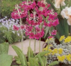 Prvosenka - Primula pulverulenta