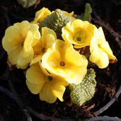 Prvosenka 'Wanda Yellow' - Primula juliae 'Wanda Yellow'