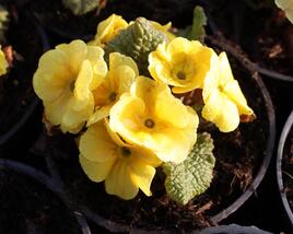 Prvosenka 'Wanda Yellow'