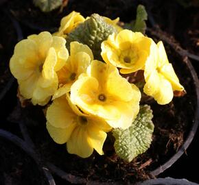 Prvosenka 'Wanda Yellow' - Primula juliae 'Wanda Yellow'