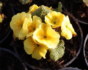 Prvosenka 'Wanda Yellow'