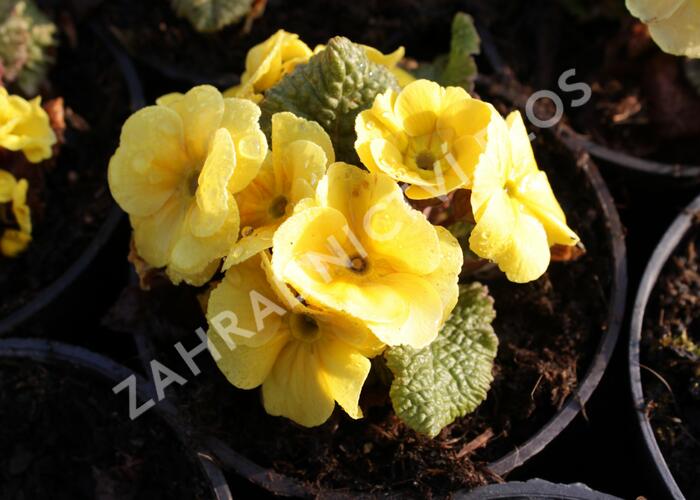Prvosenka 'Wanda Yellow' - Primula juliae 'Wanda Yellow'