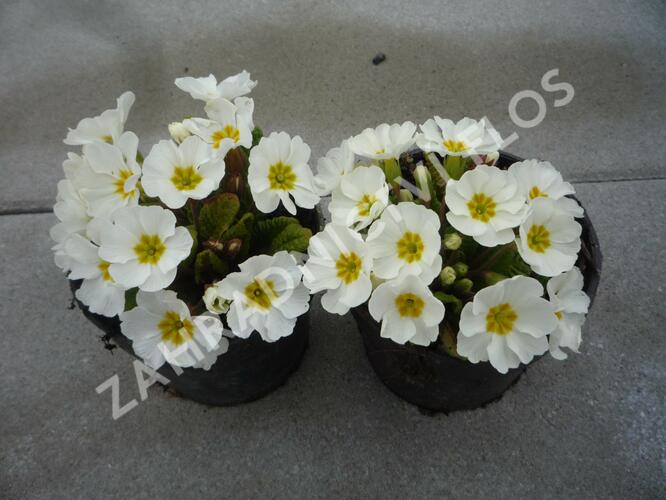 Prvosenka 'Wanda White' - Primula juliae 'Wanda White'