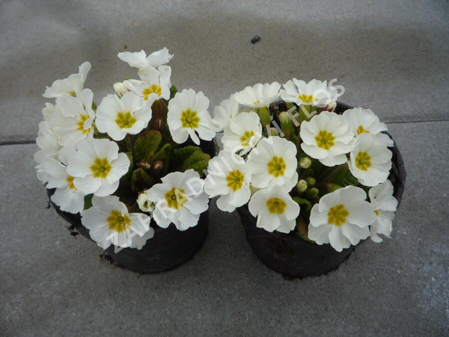 Prvosenka 'Wanda White' - Primula juliae 'Wanda White'