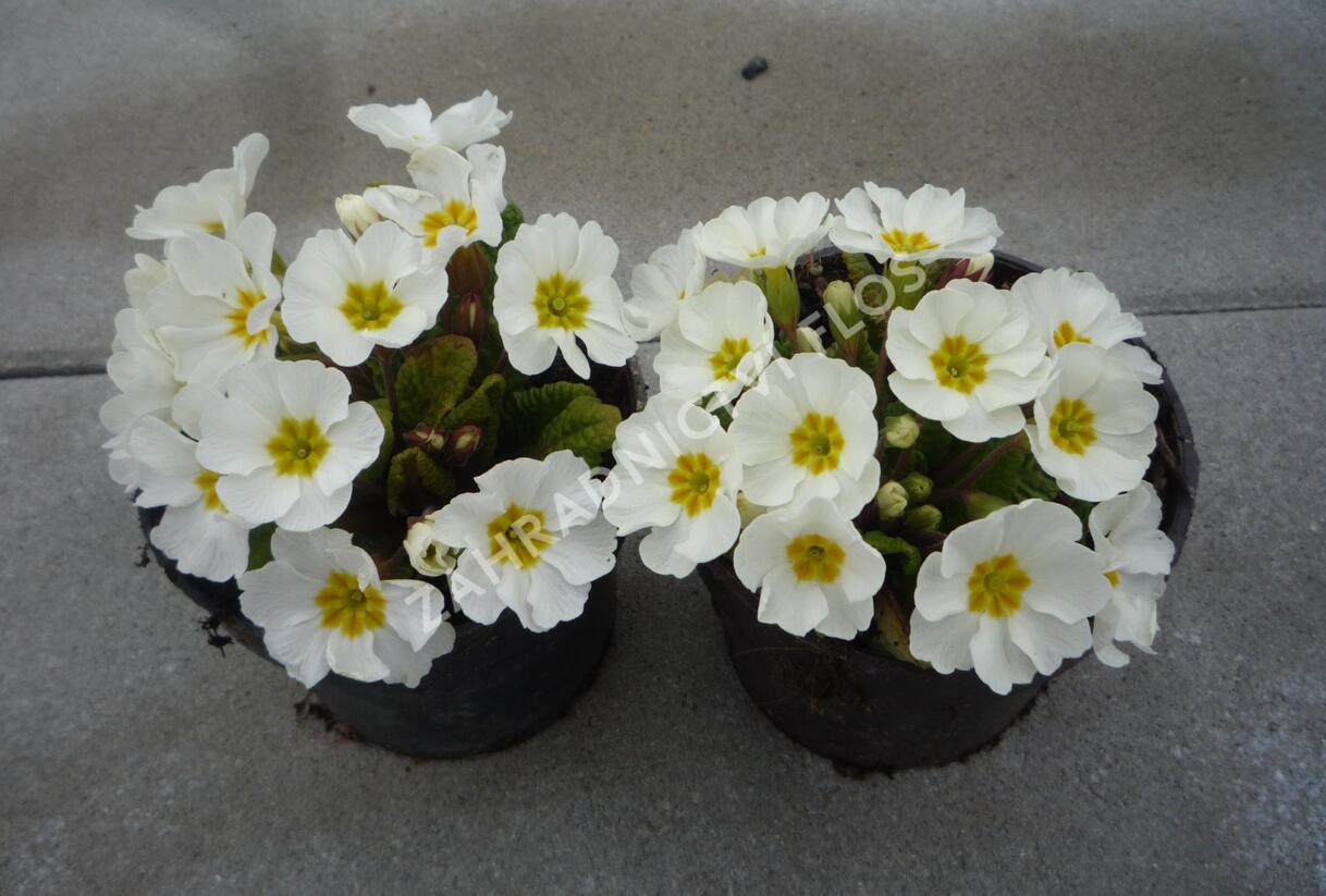 Prvosenka 'Wanda White' - Primula juliae 'Wanda White'