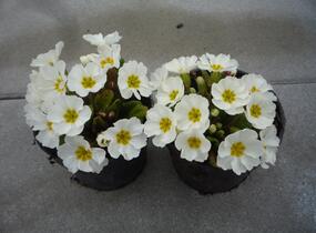 Prvosenka 'Wanda White' - Primula juliae 'Wanda White'