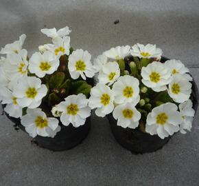 Prvosenka 'Wanda White' - Primula juliae 'Wanda White'