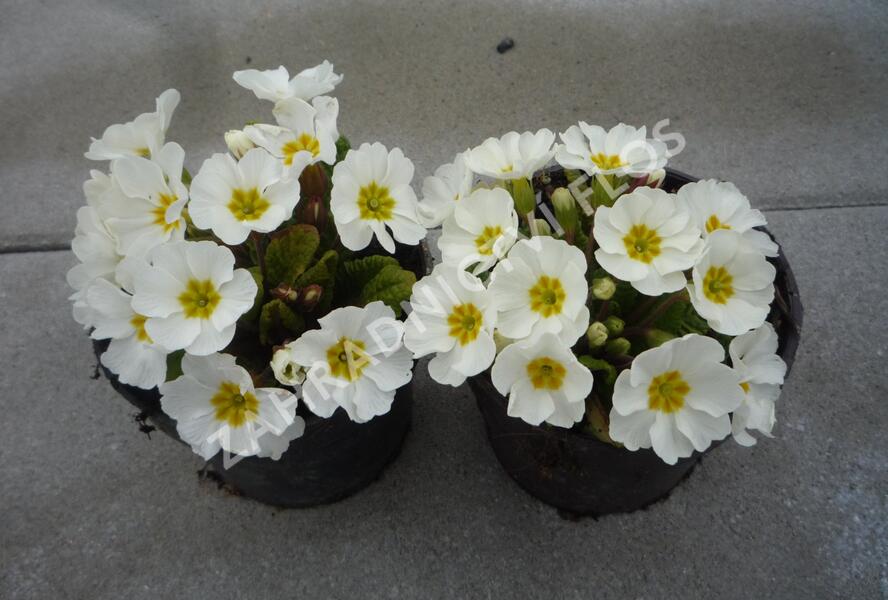 Prvosenka 'Wanda White' - Primula juliae 'Wanda White'