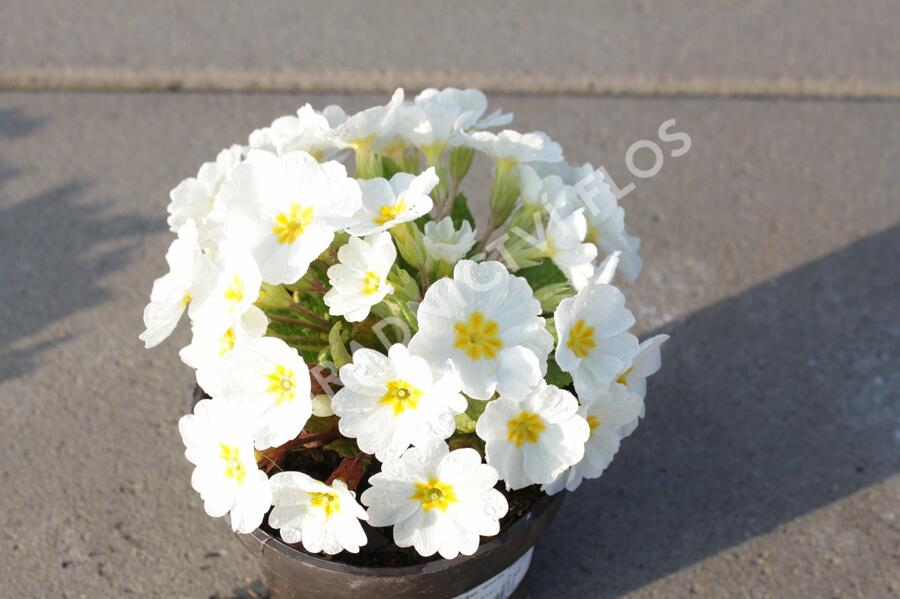 Prvosenka 'Wanda White' - Primula juliae 'Wanda White'