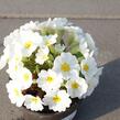 Prvosenka 'Wanda White' - Primula juliae 'Wanda White'