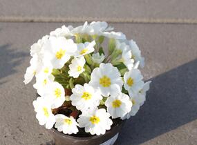 Prvosenka 'Wanda White' - Primula juliae 'Wanda White'