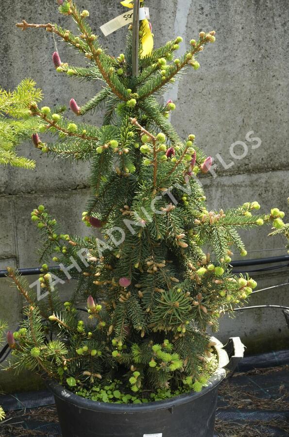 Smrk ztepilý 'Acrocona' - Picea abies 'Acrocona'