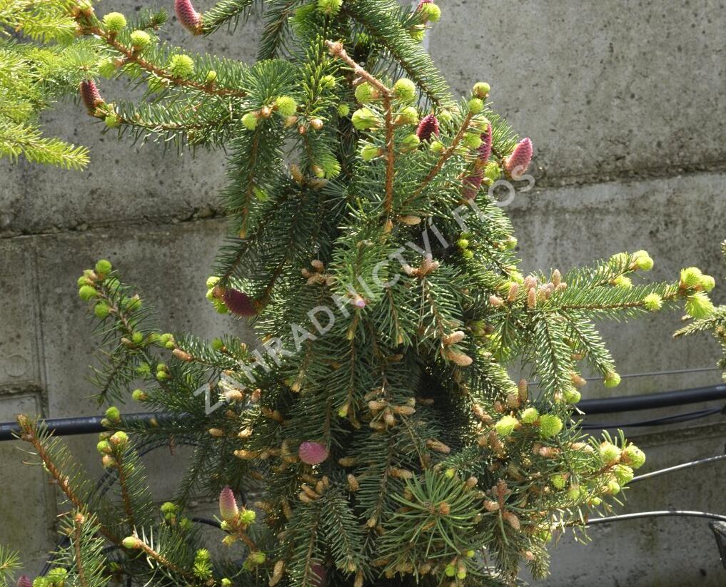 Smrk ztepilý 'Acrocona' - Picea abies 'Acrocona'